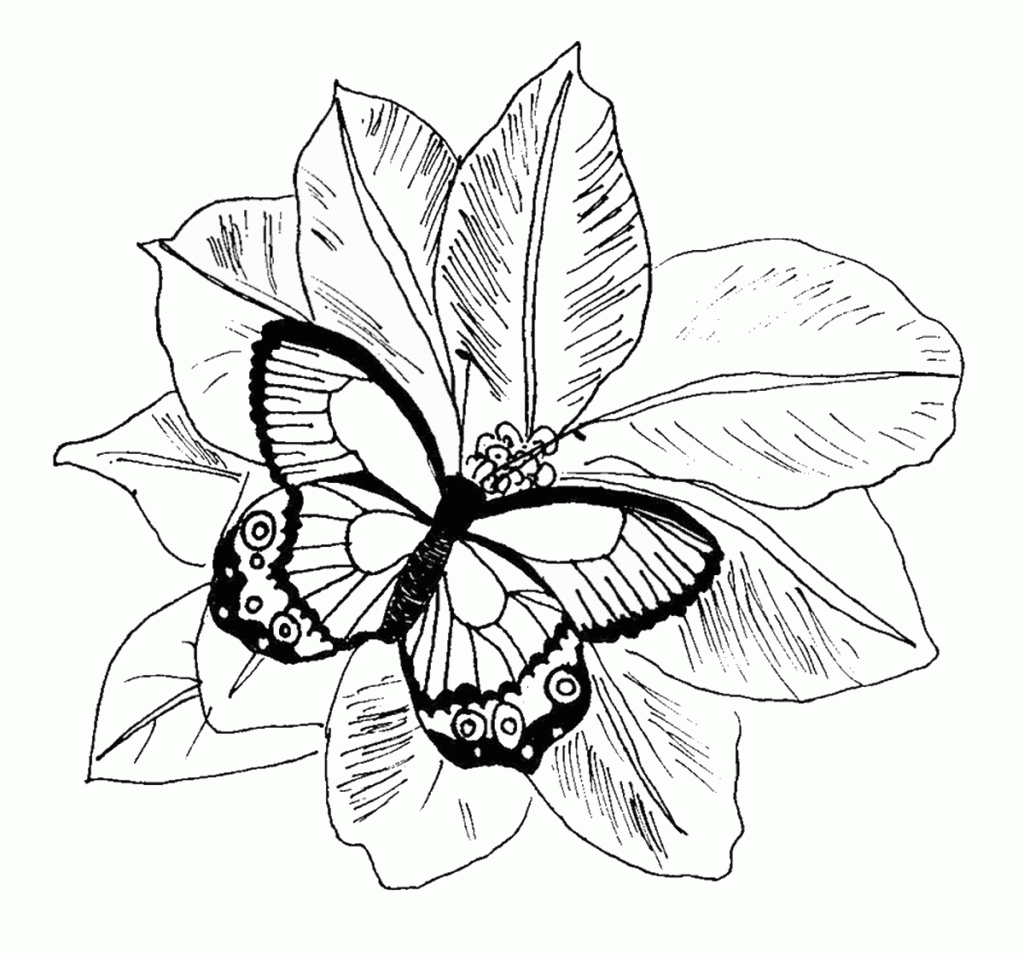 Butterflies Coloring Pages Free Printable Butterfly C Vrogue co
