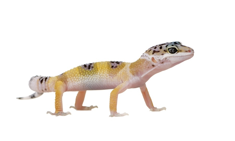 Leopard Gecko Care Gecko Care