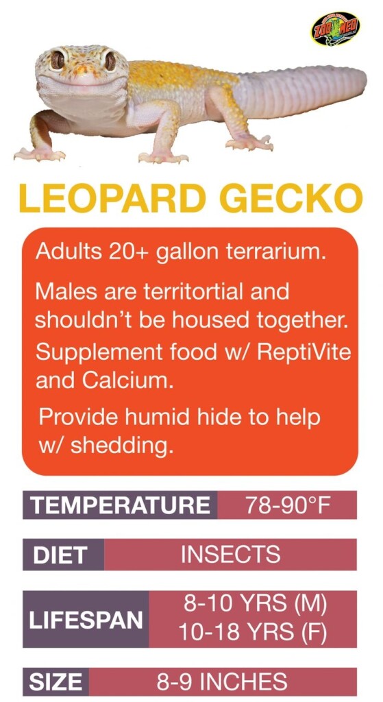 Leopard Gecko Care Sheet Printable Printable New Year Banners