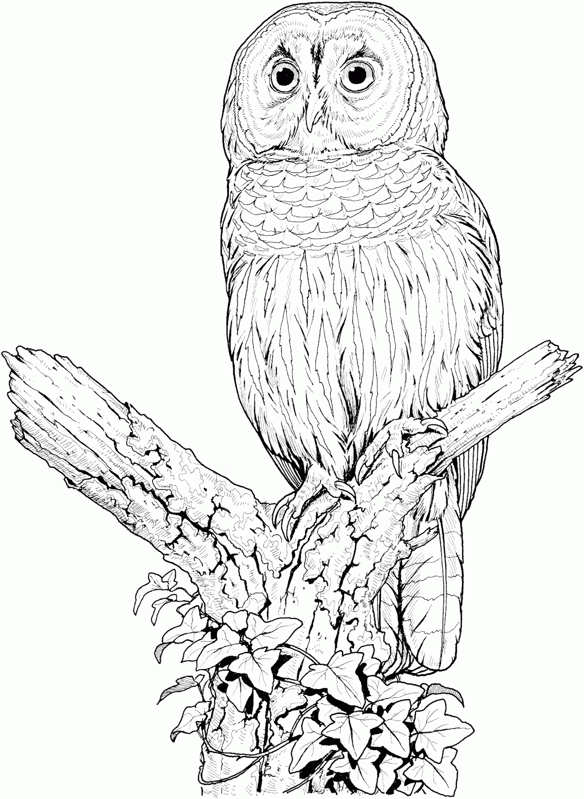 Printable Owl Coloring Pages Francesco Printable
